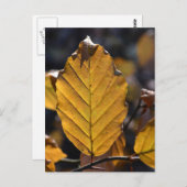 Autumn Leaf Briefkaart (Voorkant / Achterkant)