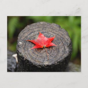 Autumn Leaf on Log Briefkaart