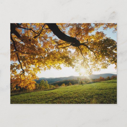 Autumn Leaves Briefkaart (Voorkant)