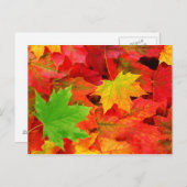 Autumn Leaves Briefkaart (Voorkant / Achterkant)