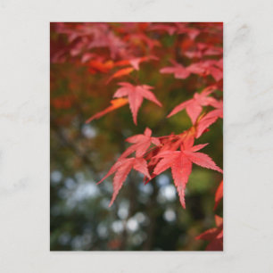 Autumn Leaves Briefkaart