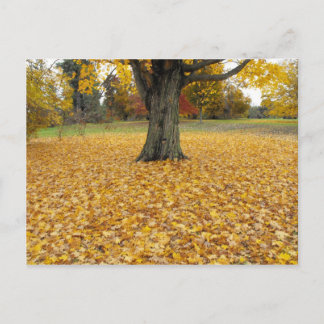 Autumn Leaves Briefkaart
