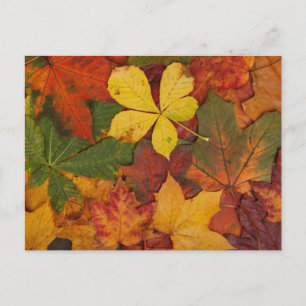 Autumn Leaves Briefkaart