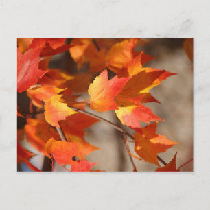 Autumn Leaves Briefkaart