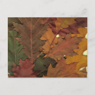 Autumn Leaves Briefkaart