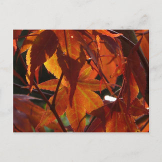 Autumn Leaves Briefkaart