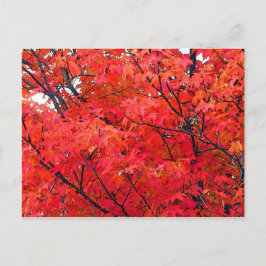 Autumn Leaves Briefkaart