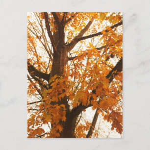 Autumn Leaves Briefkaart