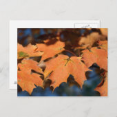 Autumn Leaves Briefkaart (Voorkant / Achterkant)