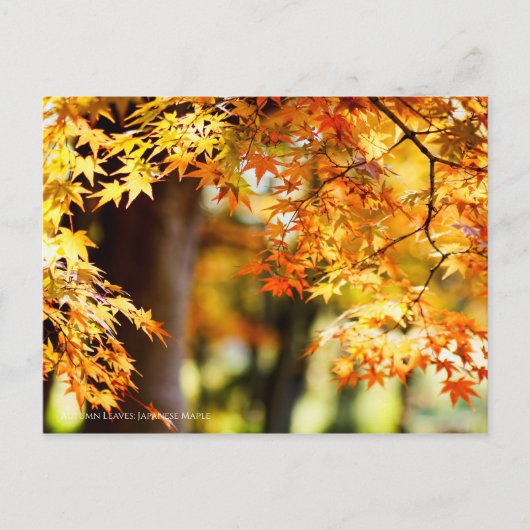 Autumn Leaves [Briefkaart] Briefkaart (Voorkant)