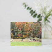 Autumn Leaves Cows Pasture Photography Briefkaart (Staand voorkant)