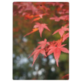 Autumn Leaves Klembord (Achterkant)