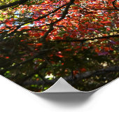 Autumn Leaves Photo Poster (Hoek)