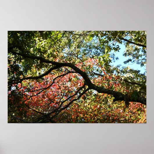 Autumn Leaves Photo Poster (Voorkant)