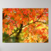 Autumn Leaves Poster (Voorkant)