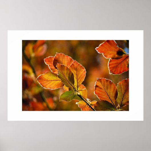 Autumn Leaves Poster (Voorkant)