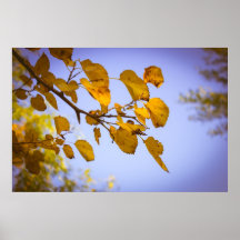 Autumn Leaves