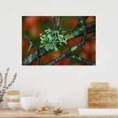 Autumn Lichen Poster (Keuken)