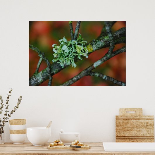 Autumn Lichen Poster (Keuken)