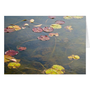 Autumn Lilypads reeks