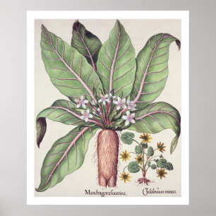Autumn Mandrake van de "Hortus Eystettensis" door Poster