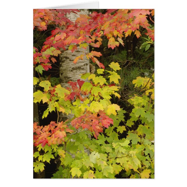 Autumn maple bomen en birch tree, White (Voorkant)