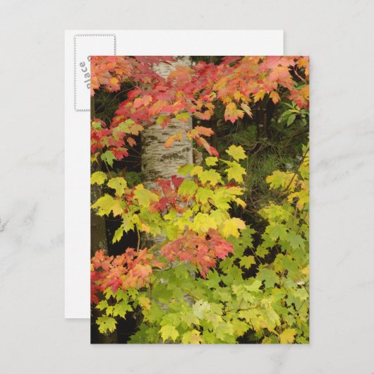Autumn maple bomen en birch tree, White Briefkaart (Voorkant / Achterkant)
