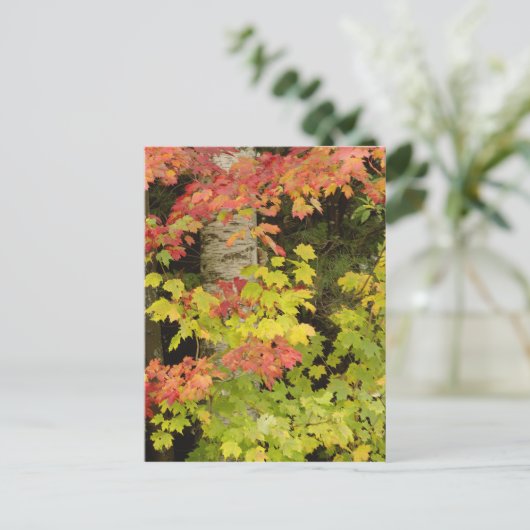 Autumn maple bomen en birch tree, White Briefkaart (Staand voorkant)