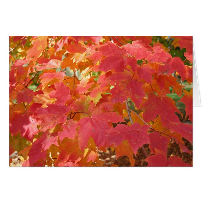 Autumn Maple-kaart (Voorkant Horizontaal)