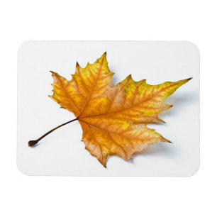 Autumn maple leaf magneet