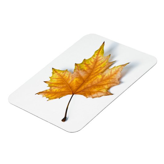 Autumn maple leaf magneet (Linkerzijde)