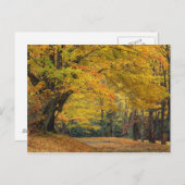 Autumn maple tree overhangend land lane, briefkaart (Voorkant / Achterkant)