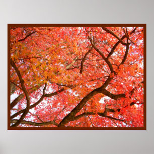 Autumn Maple Trees print Poster landschap