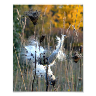Autumn Milkweed Foto Afdruk