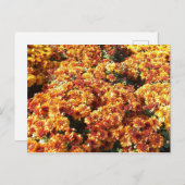 Autumn Mums Briefkaart (Voorkant / Achterkant)
