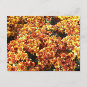 Autumn Mums Briefkaart