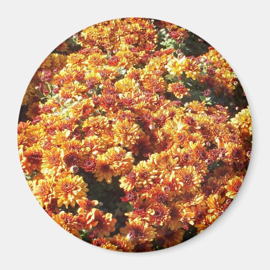 Autumn Mums Magneet (Voorkant)