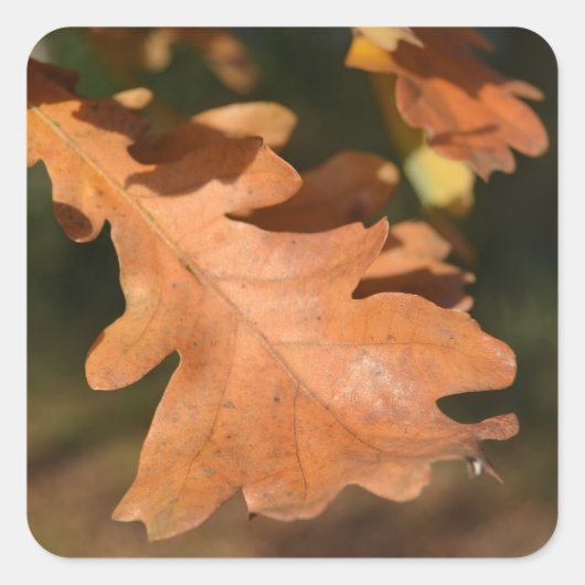 Autumn Oak Leaf Stickers (Voorkant)
