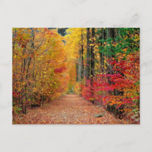 Autumn pathway, briefkaart