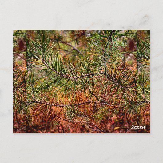 Autumn Pine Needles Briefkaart (Achterkant)