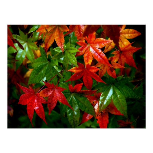 Autumn Rain Perfect Poster (Voorkant)