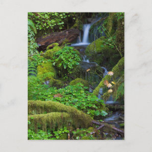 Autumn Rainforest   Nationaal Olympisch Park Briefkaart