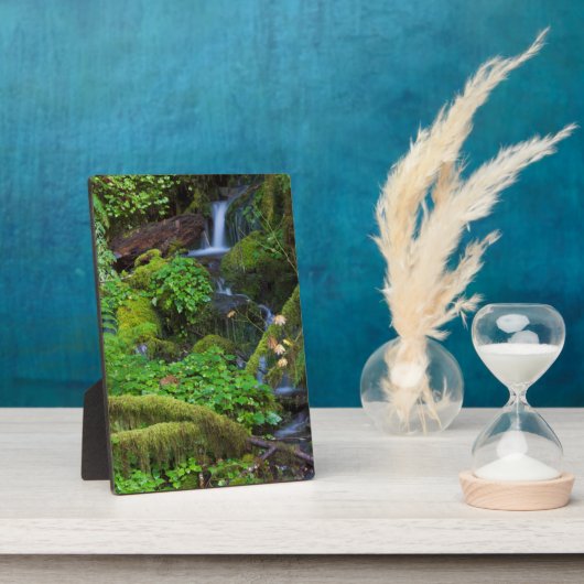 Autumn Rainforest | Nationaal Olympisch Park Fotoplaat (Zijkant)