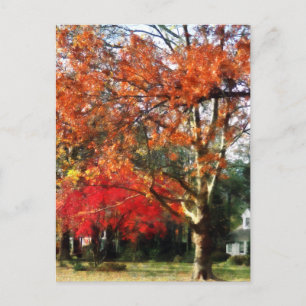 Autumn Sycamore Tree Briefkaart