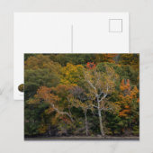 Autumn Sycamores Briefkaart (Voorkant / Achterkant)