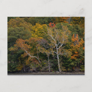 Autumn Sycamores Briefkaart