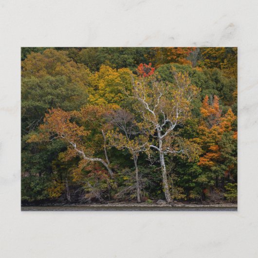 Autumn Sycamores Briefkaart (Voorkant)
