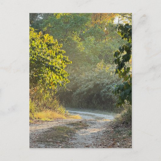 Autumn Trail Foto Briefkaart (Voorkant)