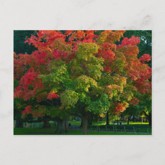 Autumn Tree in Boston Public Garden Briefkaart