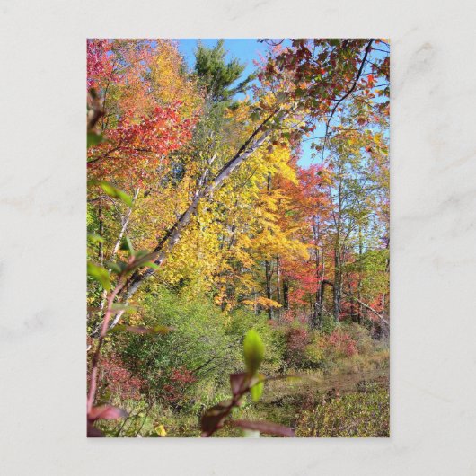 Autumn Trees Briefkaart (Voorkant)